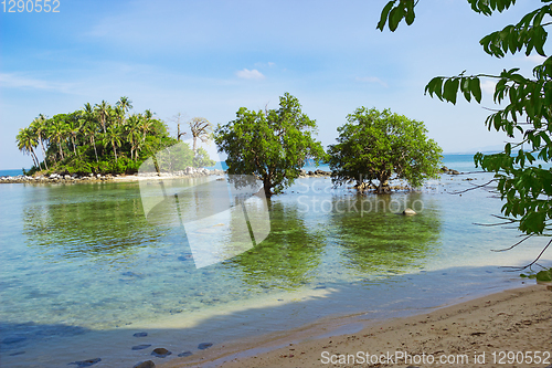 Image of Tree mangrove in area of low tide. Thailand