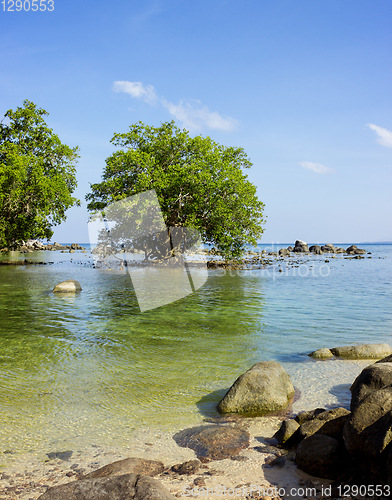 Image of Mangrove in area of low. Southeast Asia