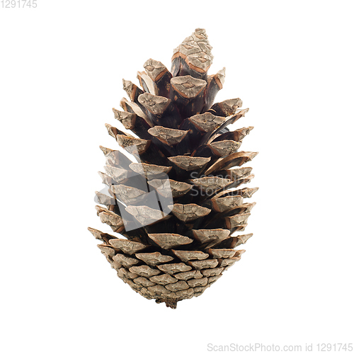 Image of Pine cone. White background