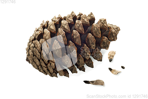 Image of Cone coniferous tree and seeds isolated white background