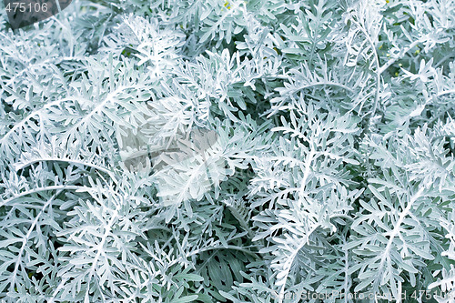 Image of Cool plant