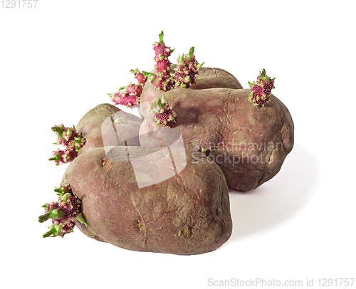 Image of Four sprouting potatoes against a white background, grade red