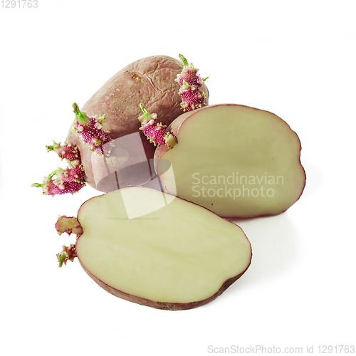 Image of Sprouting potatoes against a white background, variety red rind