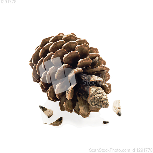 Image of Pine cone and seeds isolated white background