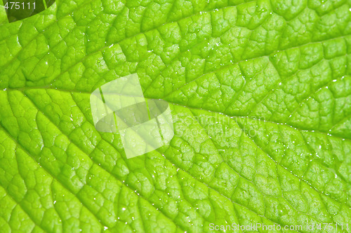 Image of Leaf