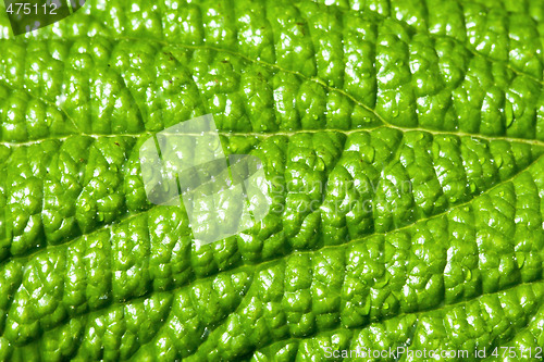 Image of Leaf surface