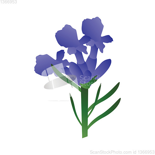 Image of Vector illustration of purple lavander flowers with green leafs 