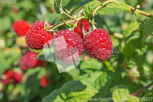 Image of Three Bright juicy raspberries on the branch