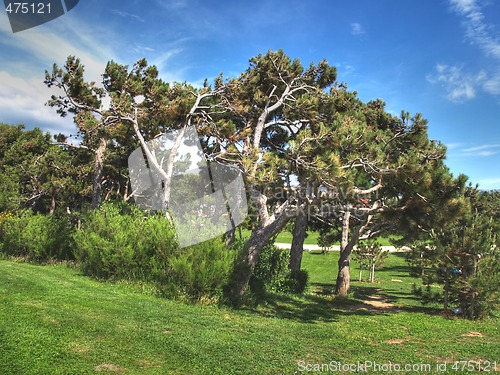 Image of pine trees