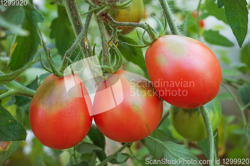Image of Three tomatoes pear shaped on the branch