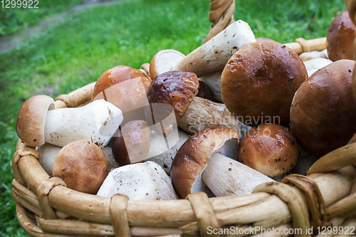 Image of Boletus mushrooms in a wicker basket