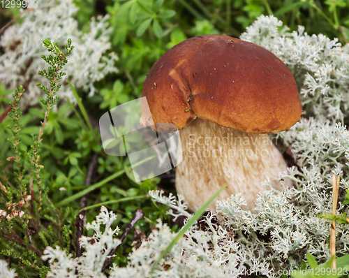 Image of Mushroom boletus on the moss in september