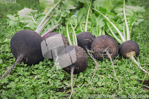 Image of Black radish reaches maturity in October