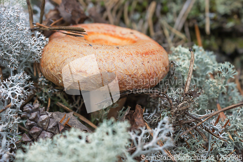 Image of Mushroom (Lactarius torminosus), suitable for human consumption