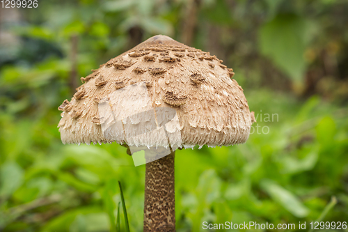 Image of Hat mushroom-umbrella