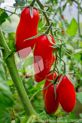 Image of Ripe tomatoes elongated form on a branch in a greenhouse