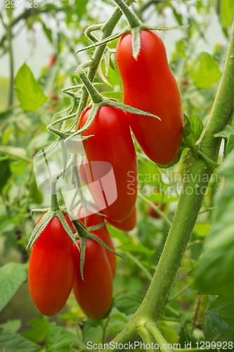 Image of Tomatoes elongated form on a branch