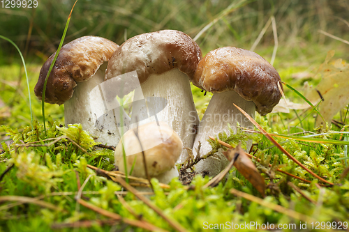 Image of Three boletus among the green moss