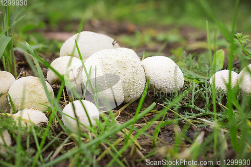 Image of Not a few Fungus-slicker abundantly grows on wet soil