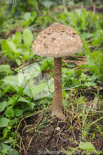 Image of Mushroom-umbrella (Macrolepiota procera) grew in the garden