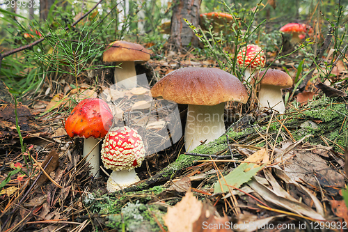 Image of Variety of mushrooms grown up together in the woods