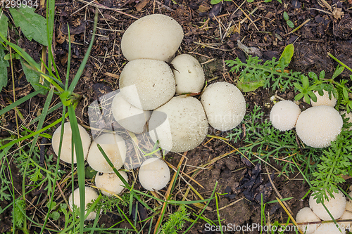 Image of Fungus-slicker grows on wet soil