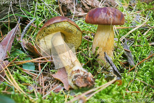 Image of Polish mushroom (Boletus badius), one of the edible mushrooms