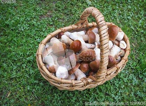 Image of Noble white mushrooms in a wicker basket