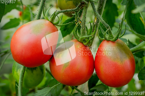 Image of Three ripe tomatoes of elongated shape on a branch