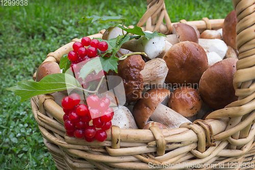 Image of Noble white mushrooms in basket