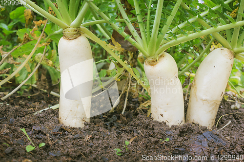 Image of Daikon radish in the garden