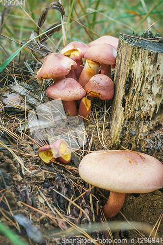 Image of Honey agaric yellow-red or Blewits yellow-red