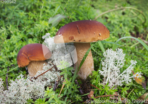 Image of Two mushroom boletus on the moss in september