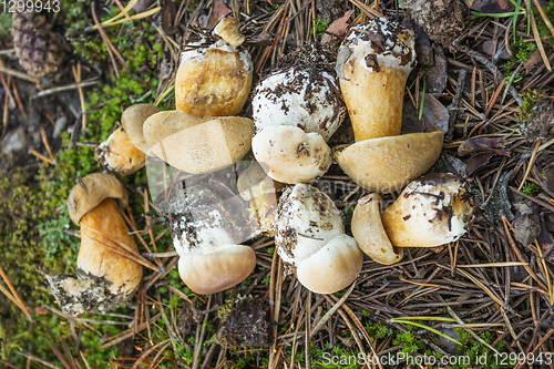 Image of Bunch of young mushrooms on a moss background