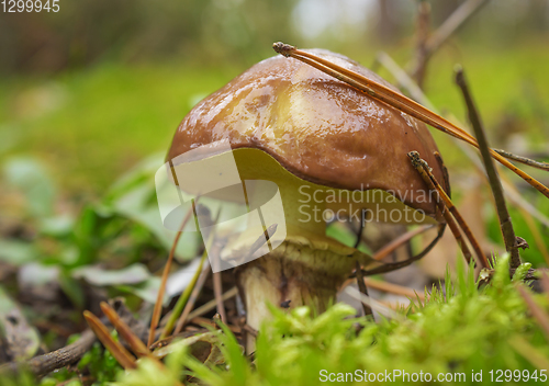 Image of Mushroom greasers (Suillus) among moss