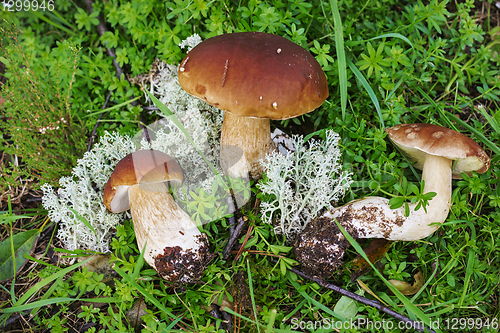 Image of Three mushroom boletus found  in september