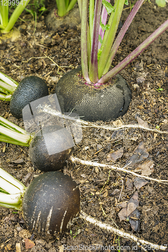 Image of Black radish in the garden