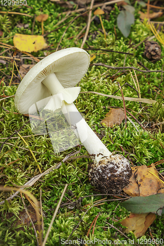 Image of Pale toadstool (Amanita falloides) growing in summer and autumn