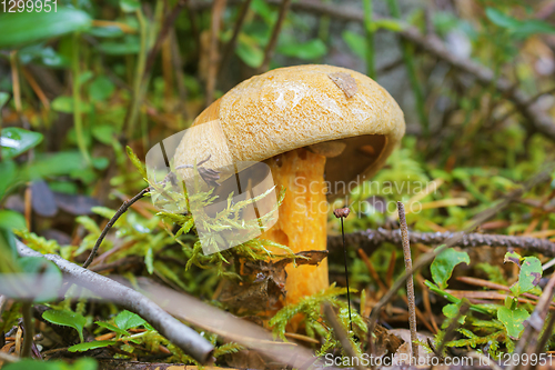 Image of Mushroom flywheel (L.Xerocomus) in August