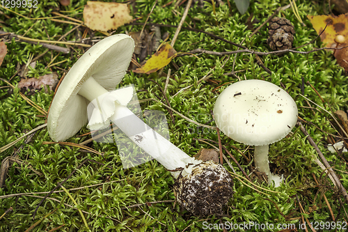 Image of Pale toadstool (Amanita falloides)