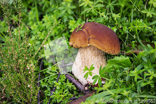 Image of Boletus mushroom on a grassy meadow
