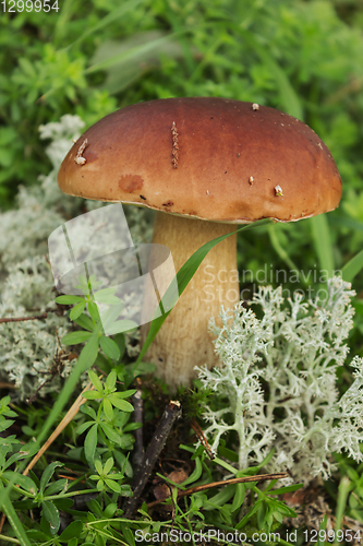 Image of Mushroom boletus on moss in september