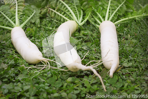 Image of Daikon on the lawn