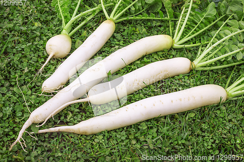 Image of Fresh Daikon radish on the lawn