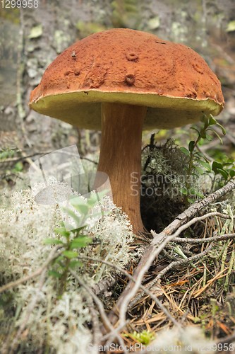 Image of Polish mushroom (Boletus badius), good edible mushroom