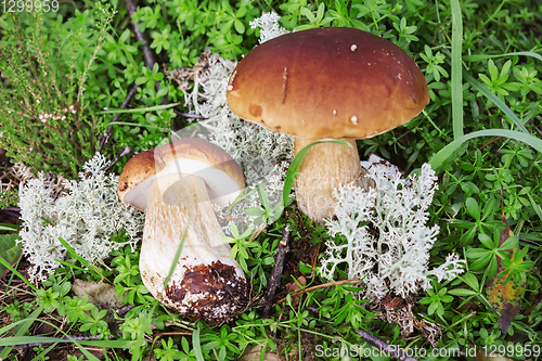 Image of Two mushroom boletus found on moss  in forest