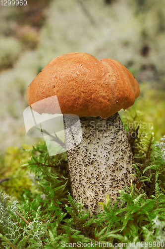 Image of Edible mushroom (Leccinum Aurantiacum) with orange cap