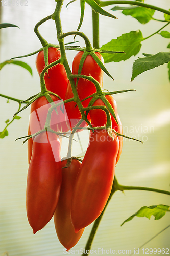 Image of Tomatoes elongated form on branch