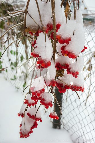 Image of Viburnum in garden icing, November