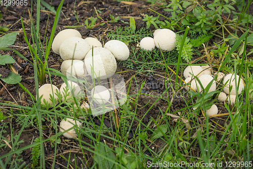 Image of Fungus-slicker abundantly grows on wet soil